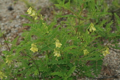 Astragalus propinquus