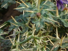 Solanum virginianum