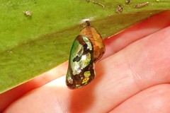 Euploea core corinna