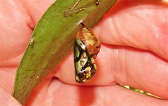 Euploea core corinna