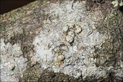 Pertusaria pertractata