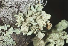 Ramalina inflata
