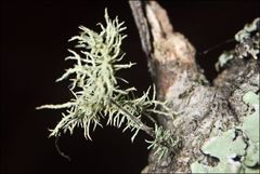 Usnea inermis