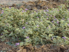 Solanum virginianum