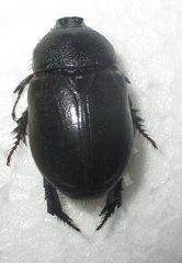 Temnorhynchus