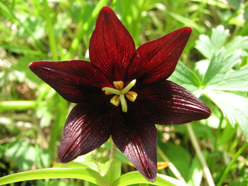Fritillaria camschatcensis iNat (3)