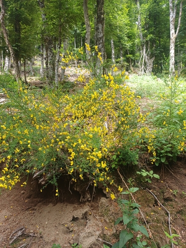 Scotch Broom