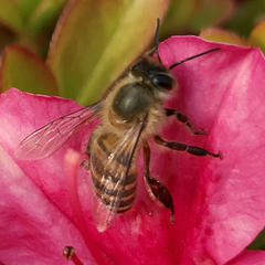 Apis cerana japonica
