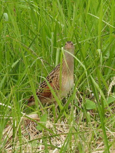 iNaturalist image