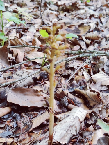 bird's-nest orchid