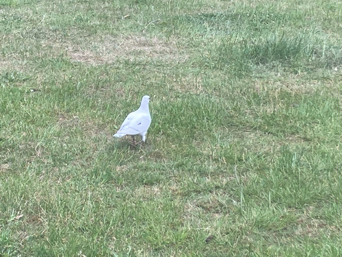Feral Pigeon