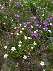 Mononeuria nuttallii