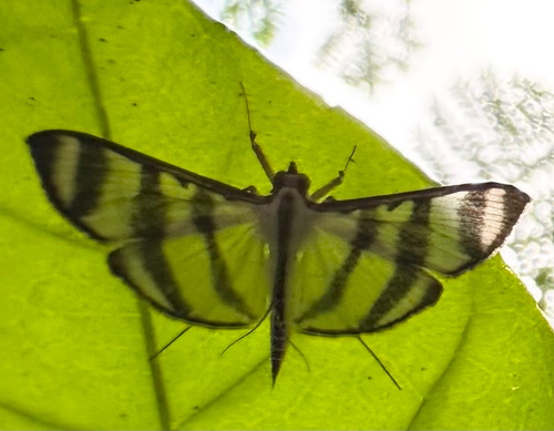 Zebra Pyrale