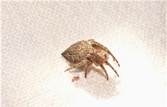 Araneus acuminatus