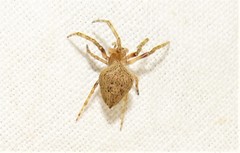 Araneus acuminatus