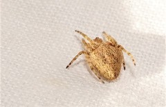 Araneus acuminatus