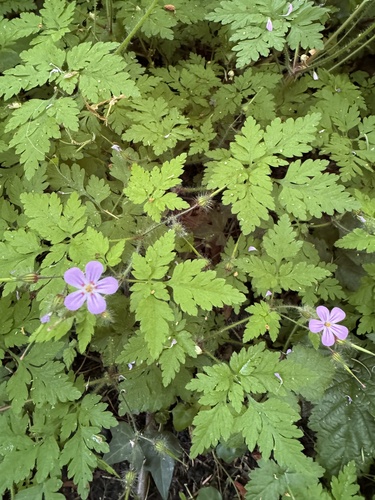 Herb Robert