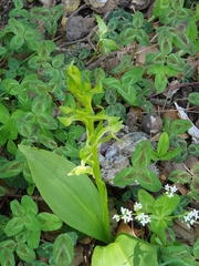 Platanthera holmboei
