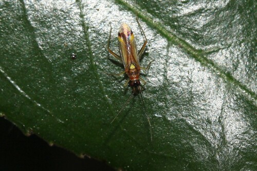 Campyloneura virgula