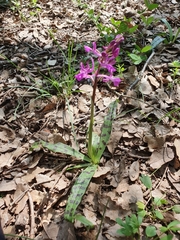 Orchis anatolica
