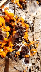 Pseudombrophila guldeniae