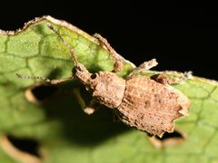 Chalepistes costifer