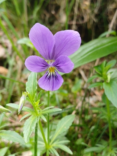 Mountain Pansy