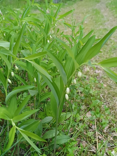 Scented Solomon's-seal