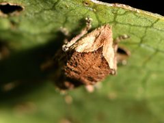 Chalepistes costifer