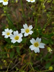 Mononeuria nuttallii