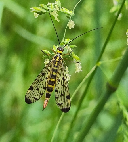 German Scorpionfly