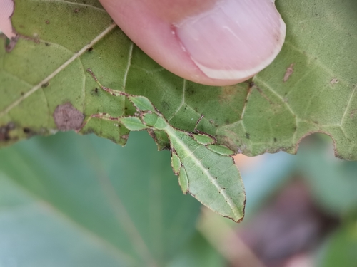 Cryptophyllium chrisangi