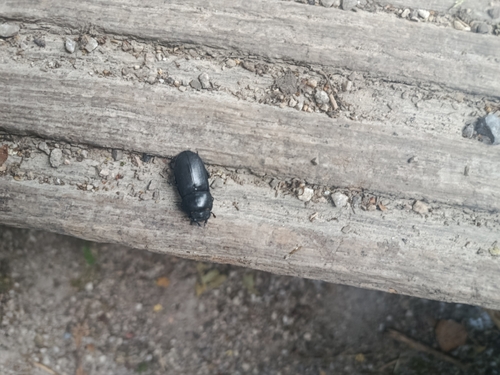 Lesser Stag Beetle