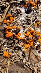 Pseudombrophila guldeniae