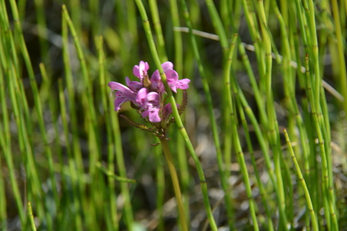 Pedicularis sudetica ssp. arctoeuropaea
