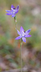 Thelymitra reflexa