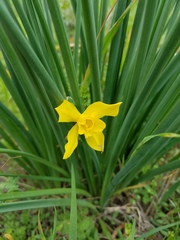 Narcissus × odorus