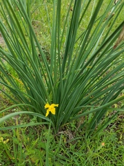 Narcissus × odorus