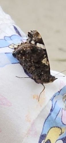Red Admiral