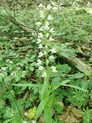 Narrow-leaved Helleborine