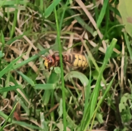 European Hornet