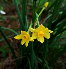 Narcissus jonquilla