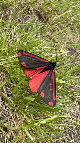 Cinnabar moth