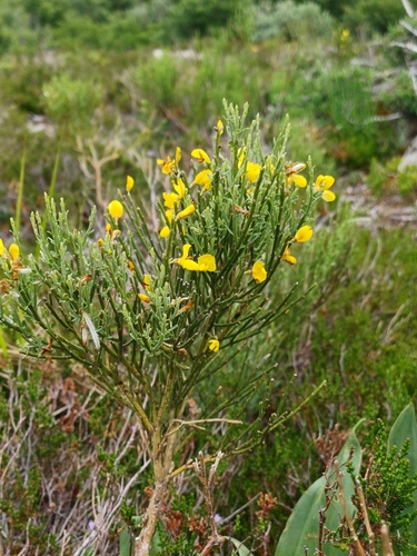 Pyrenean broom