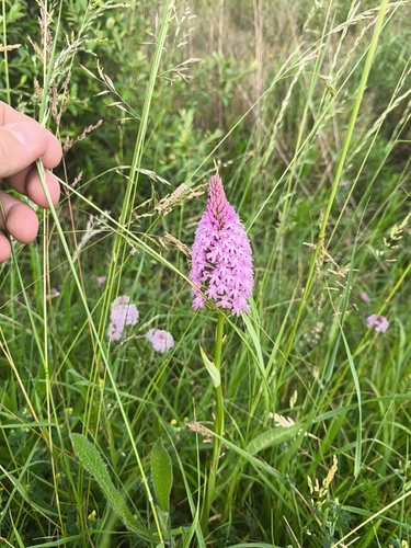 pyramidal orchid
