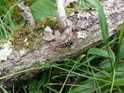 Plagionotus arcuatus