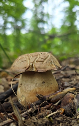 Summer Bolete