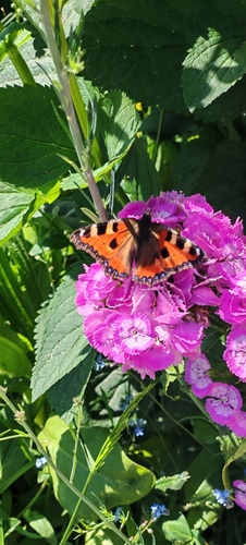 Small Tortoiseshell