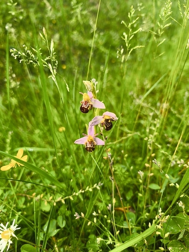 Bee Orchid