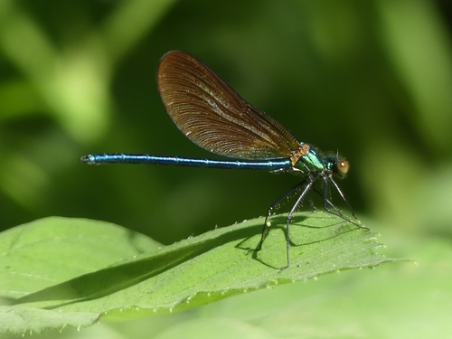 Beautiful Demoiselle